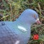 Подсадной голубь Hunting Birdland 2