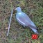 Подсадной голубь Hunting Birdland 3